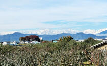 川中島白桃約３kg（8～10玉）