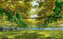 シャインマスカット　約1kg（2房）