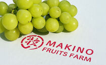 シャインマスカット　約1kg（2房）