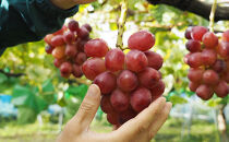 クイーンルージュ　約2kg（4～５房）