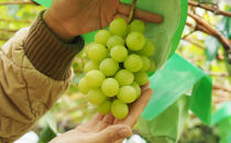 【セット】シャインマスカット、クイーンルージュセット　約1kg（2房）