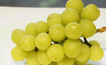 【セット】シャインマスカット、クイーンルージュセット　約2kg（４～５房）