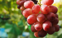 【セット】シャインマスカット、クイーンルージュセット　約2kg（４～５房）