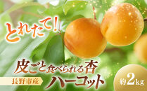 皮ごと食べられる[ハーコット]2ｋg&nbsp;|&nbsp;&nbsp;あんず&nbsp;杏&nbsp;ハーコット&nbsp;フルーツ&nbsp;果物&nbsp;おすすめ&nbsp;人気&nbsp;送料無料&nbsp;長野県&nbsp;長野市&nbsp;信州&nbsp;信濃&nbsp;ふるさと納税
