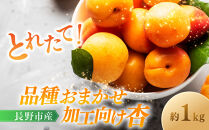 品種おまかせ加工向け杏　1ｋg&nbsp;|&nbsp;&nbsp;あんず&nbsp;杏&nbsp;フルーツ&nbsp;果物&nbsp;おすすめ&nbsp;人気&nbsp;送料無料&nbsp;長野県&nbsp;長野市&nbsp;信州&nbsp;信濃&nbsp;ふるさと納税