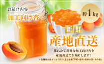 品種おまかせ加工向け杏　1ｋg&nbsp;|&nbsp;&nbsp;あんず&nbsp;杏&nbsp;フルーツ&nbsp;果物&nbsp;おすすめ&nbsp;人気&nbsp;送料無料&nbsp;長野県&nbsp;長野市&nbsp;信州&nbsp;信濃&nbsp;ふるさと納税