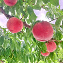 【先行予約】川中島の桃&nbsp;約2kg&nbsp;品種おまかせ&nbsp;&nbsp;7月下旬～8月上旬発送予定