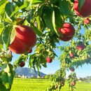 【先行予約】川中島の桃&nbsp;約2kg&nbsp;品種おまかせ&nbsp;&nbsp;8月中旬～8月下旬発送予定