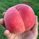 【先行予約】川中島の桃&nbsp;大玉3玉&nbsp;品種おまかせ&nbsp;7月下旬～8月上旬発送予定