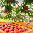 【先行予約】川中島の桃&nbsp;大玉3玉&nbsp;品種おまかせ&nbsp;7月下旬～8月上旬発送予定