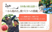 すーさんの果樹屋　【先行予約】川中島の桃&nbsp;大玉3玉&nbsp;品種おまかせ&nbsp;7月下旬～8月上旬発送予定&nbsp;|&nbsp;桃&nbsp;もも&nbsp;フルーツ&nbsp;果実&nbsp;&nbsp;人気&nbsp;おすすめ&nbsp;ギフト&nbsp;産地直送&nbsp;送料無料&nbsp;長野県&nbsp;長野市&nbsp;信州&nbsp;信濃&nbsp;ふるさと納税