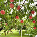 【先行予約】川中島の桃&nbsp;大玉3玉&nbsp;品種おまかせ&nbsp;8月中旬～8月下旬発送予定