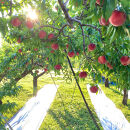 【先行予約】川中島の桃&nbsp;大玉3玉&nbsp;品種おまかせ&nbsp;8月中旬～8月下旬発送予定