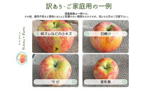 生産農家直送&nbsp;人にやさしい&nbsp;長沼りんご・サンふじ10kg（訳ありご家庭用）