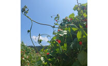 長野市産紫花豆甘煮はなまめはなこ(R)　140g　計3袋入り