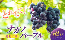 ナガノパープル2kg　3-5房&nbsp;|&nbsp;&nbsp;ナガノパープル&nbsp;ぶどう&nbsp;フルーツ&nbsp;果物&nbsp;人気&nbsp;おすすめ&nbsp;ギフト&nbsp;プレゼント&nbsp;送料無料&nbsp;長野県&nbsp;長野市&nbsp;信州&nbsp;信濃&nbsp;ふるさと納税