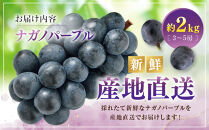 ナガノパープル2kg　3-5房&nbsp;|&nbsp;&nbsp;ナガノパープル&nbsp;ぶどう&nbsp;フルーツ&nbsp;果物&nbsp;人気&nbsp;おすすめ&nbsp;ギフト&nbsp;プレゼント&nbsp;送料無料&nbsp;長野県&nbsp;長野市&nbsp;信州&nbsp;信濃&nbsp;ふるさと納税