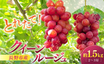 クイーンルージュ(R)1.5kg　2-3房&nbsp;|&nbsp;&nbsp;ぶどう&nbsp;クイーンルージュ&nbsp;フルーツ&nbsp;果物&nbsp;人気&nbsp;おすすめ&nbsp;ブドウ&nbsp;ギフト&nbsp;プレゼント&nbsp;送料無料&nbsp;長野県&nbsp;長野市&nbsp;信州&nbsp;信濃&nbsp;ふるさと納税