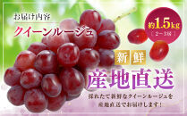 クイーンルージュ(R)1.5kg　2-3房&nbsp;|&nbsp;&nbsp;ぶどう&nbsp;クイーンルージュ&nbsp;フルーツ&nbsp;果物&nbsp;人気&nbsp;おすすめ&nbsp;ブドウ&nbsp;ギフト&nbsp;プレゼント&nbsp;送料無料&nbsp;長野県&nbsp;長野市&nbsp;信州&nbsp;信濃&nbsp;ふるさと納税
