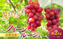 クイーンルージュ(R)2kg　3-5房&nbsp;|&nbsp;&nbsp;ぶどう&nbsp;クイーンルージュ&nbsp;フルーツ&nbsp;果物&nbsp;人気&nbsp;おすすめ&nbsp;ブドウ&nbsp;ギフト&nbsp;プレゼント&nbsp;送料無料&nbsp;長野県&nbsp;長野市&nbsp;信州&nbsp;信濃&nbsp;ふるさと納税