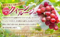 クイーンルージュ(R)2kg　3-5房&nbsp;|&nbsp;&nbsp;ぶどう&nbsp;クイーンルージュ&nbsp;フルーツ&nbsp;果物&nbsp;人気&nbsp;おすすめ&nbsp;ブドウ&nbsp;ギフト&nbsp;プレゼント&nbsp;送料無料&nbsp;長野県&nbsp;長野市&nbsp;信州&nbsp;信濃&nbsp;ふるさと納税