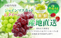 シャインマスカット＆クイーンルージュ(R)2kg　3-5房&nbsp;|&nbsp;&nbsp;シャインマスカット&nbsp;クイーンルージュ&nbsp;ぶどう&nbsp;フルーツ&nbsp;果物&nbsp;セット&nbsp;食べ比べ&nbsp;&nbsp;人気&nbsp;おすすめ&nbsp;ギフト&nbsp;プレゼント&nbsp;送料無料&nbsp;長野県&nbsp;長野市&nbsp;信州&nbsp;信濃&nbsp;ふるさと納税