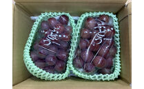 小松農園　2027年産先行予約クイーンルージュ(R)&nbsp;1kg　果物&nbsp;フルーツ&nbsp;ぶどう　長野県&nbsp;|&nbsp;&nbsp;ぶどう&nbsp;フルーツ&nbsp;果物&nbsp;人気&nbsp;おすすめ&nbsp;ギフト&nbsp;プレゼント&nbsp;送料無料&nbsp;長野県&nbsp;長野市&nbsp;信州&nbsp;信濃&nbsp;ふるさと納税