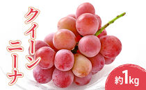 2026年産先行予約クイーンニーナ&nbsp;1kg&nbsp;果物&nbsp;フルーツ&nbsp;ぶどう&nbsp;長野県