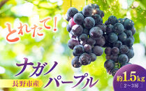 ナガノパープル&nbsp;1.5kg&nbsp;2-3房&nbsp;|&nbsp;&nbsp;ナガノパープル&nbsp;ぶどう&nbsp;フルーツ&nbsp;果物&nbsp;人気&nbsp;おすすめ&nbsp;ギフト&nbsp;プレゼント&nbsp;送料無料&nbsp;長野県&nbsp;長野市&nbsp;信州&nbsp;信濃&nbsp;ふるさと納税