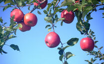 長野県&nbsp;長野市産&nbsp;サンふじ&nbsp;家庭用&nbsp;5kg(12～20玉)【2026年12月中旬頃～発送予定】(矢島農園)