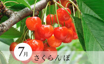 長野県&nbsp;長野市産&nbsp;☆季節のフルーツ☆7月～9月連続お届け　さくらんぼ・桃・シャインマスカット※オンライン限定　(矢島農園)