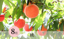 長野県&nbsp;長野市産&nbsp;☆季節のフルーツ☆7月～9月連続お届け　さくらんぼ・桃・シャインマスカット※オンライン限定　(矢島農園)