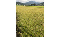 【令和7年産】静岡県産こしひかり2kg/栽培期間中農薬不使用