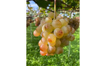 ワイン　竜眼Nagano　【GI長野】認定　750ｍｌ×4本