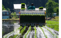 《&nbsp;令和7年産&nbsp;&nbsp;》&nbsp;定期便&nbsp;5kg&nbsp;×&nbsp;6ヶ月&nbsp;魚沼産コシヒカリ&nbsp;一等米