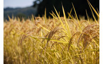 《&nbsp;令和7年産&nbsp;&nbsp;》&nbsp;定期便&nbsp;5kg&nbsp;×&nbsp;6ヶ月&nbsp;魚沼産コシヒカリ&nbsp;一等米