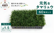 【産地直送】元気なタマリュウ(7.5pot)60本セット[約1.5平方メートル分]