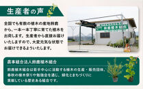 【産地直送】元気なタマリュウ(7.5pot)60本セット[約1.5平方メートル分]