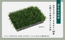 【産地直送】元気なタマリュウ(7.5pot)60本セット[約1.5平方メートル分]