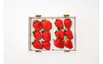 いちご　紅ほっぺ　特大いちご600g～700ｇ（1箱）