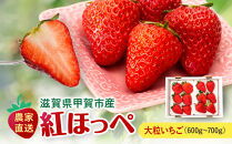 いちご　紅ほっぺ　特大いちご600g～700ｇ（1箱）