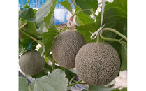 タカミメロン　2玉（2.5kg前後）　1箱　【※2026年7月上旬～中旬配送】　