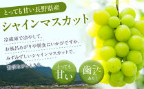 高野農園　長野市松代産&nbsp;訳ありシャインマスカット&nbsp;約1kg（バラ房）&nbsp;|&nbsp;訳あり&nbsp;葡萄&nbsp;ぶどう&nbsp;ブドウ&nbsp;フルーツ&nbsp;果物&nbsp;シャインマスカット&nbsp;人気&nbsp;おすすめ&nbsp;果物&nbsp;長野県&nbsp;長野市&nbsp;信州&nbsp;信濃&nbsp;ふるさと納税