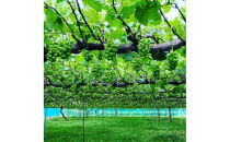 信州産シャインマスカット（12月発送）　冷蔵2房(合計1.1kg以上)大粒&大房