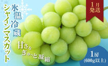 信州産シャインマスカット（1月発送）　冷蔵1房(600g以上)大粒&大房