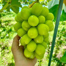 信州産シャインマスカット（1月発送）　冷蔵1房(600g以上)大粒&大房