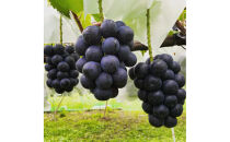 信州産ナガノパープル　2房（合計1kg以上）【大粒＆大房】（9月発送）