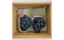 信州産ナガノパープル　2房（合計1kg以上）【大粒＆大房】（9月発送）