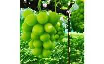 信州産シャインマスカット2房（合計1kg以上）【大粒＆大房】