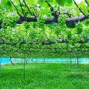 信州産シャインマスカット2房（合計1kg以上）【大粒＆大房】